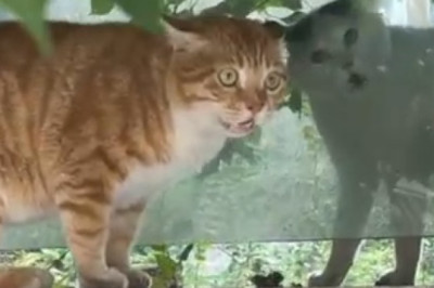 Two Fluffy Fighters: A Hilarious Cat Showdown