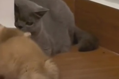 Purrfect Playtime: Hilarious Cat Chaos Unleashed as Two Feline Friends Go berserk with a Ball!