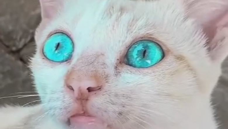 Adorable Cat's Hilarious Hijinks: Prepare for Cuteness Overload!