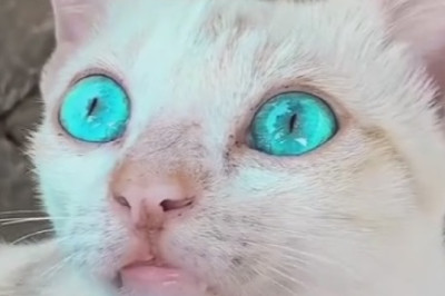 Adorable Cat's Hilarious Hijinks: Prepare for Cuteness Overload!