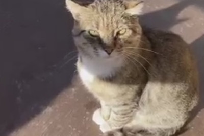 Cool Cats That Will Make You LOL!