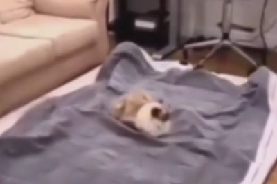 Epic Fail or Purr-fect Success? Watch This Hilarious Video of a Cat Trying to Conquer the Bed!