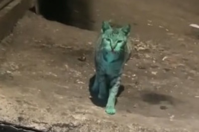 No Tail, No Problem! Watch This Hilarious Video of a Tailless Cat Strutting Its Stuff!