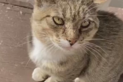 This Cat's Reaction to the Vacuum Cleaner Will Make Your Day