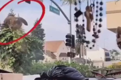 Eagle vs Cat Showdown Inside Car