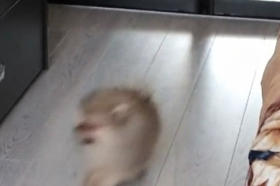 Dog's Hilarious Reaction to Seeing its Reflection in the Mirror