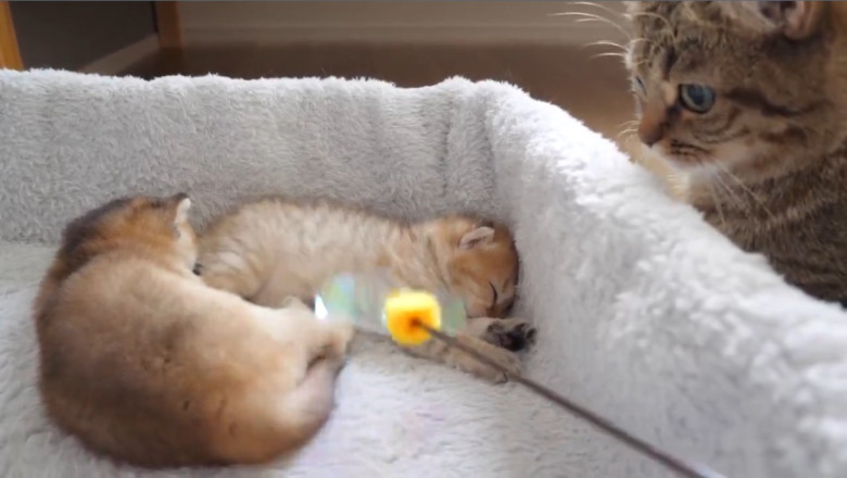 Adorable Cat and Kitten Duo: The Cutest Moments You Can't Miss!