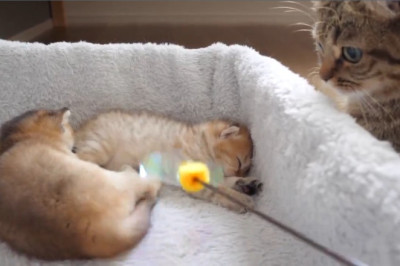 Adorable Cat and Kitten Duo: The Cutest Moments You Can't Miss!