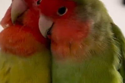 Mesmerizing Beauty of Colorful Parrots Revealed in Stunning Detail!