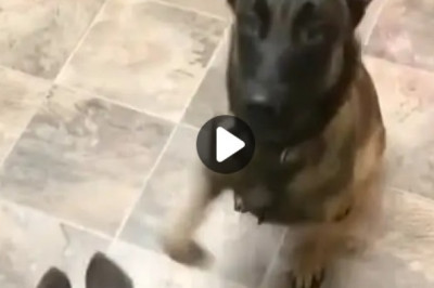Doting Dad Dog Teaches Adorable Puppy a Heartwarming Lesson!