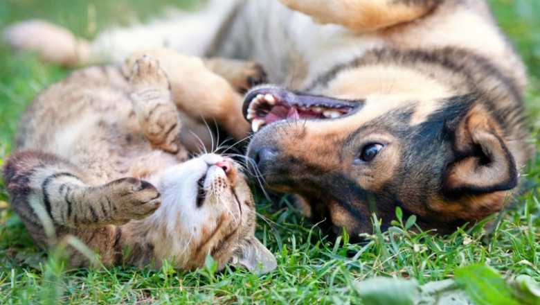 Heartwarming Journey of Bella: From Stray Dog to Guardian of a Baby Puma