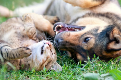 Heartwarming Journey of Bella: From Stray Dog to Guardian of a Baby Puma