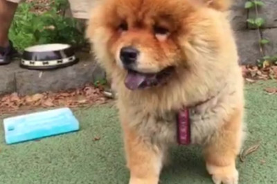 Hilarious Video: Unlikely Duo - Dog and Turtle Wooden Adventures that will Leave You in Stitches!