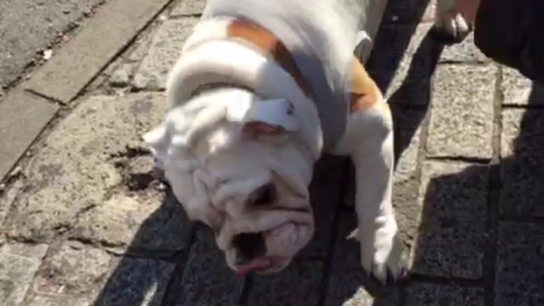 Hilarious Video: Watch as This Dog Goes on a Hilarious Quest to Find Something!