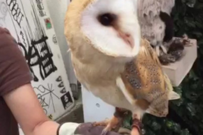 Laugh-Out-Loud Video: Meet the One-Eyed Owl with a Wink That Will Melt Your Heart!