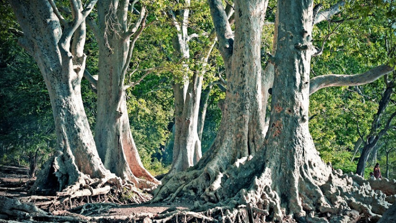 Unbelievable: Man Cuts Tree, Unleashes Hidden Secret Flooding His Property!