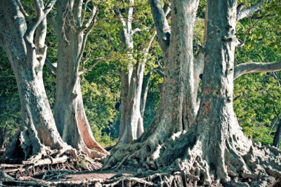 Unbelievable: Man Cuts Tree, Unleashes Hidden Secret Flooding His Property!