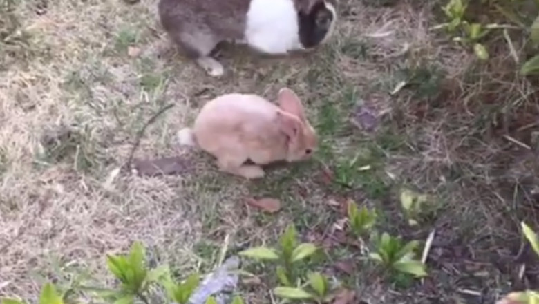 Whisker-Twitching Wonder: Rabbit Discovers Mysterious Treasure in the Forest!