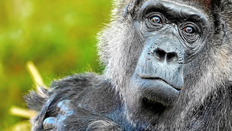 Gorillas' Voting System: A Surprising Look at Decision-Making in Great Apes