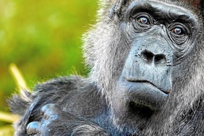 Gorillas' Voting System: A Surprising Look at Decision-Making in Great Apes