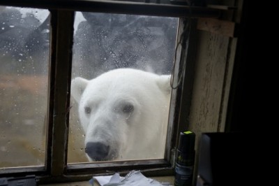 Unveiling the Secrets of Arctic Giants: The Thrilling Polar Bear Chronicles