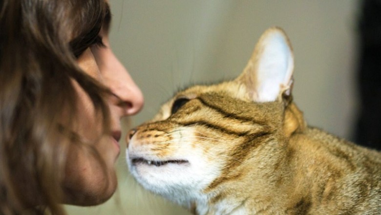 Unveiling the Mystery: Why Cats Sniff Our Breath Revealed!