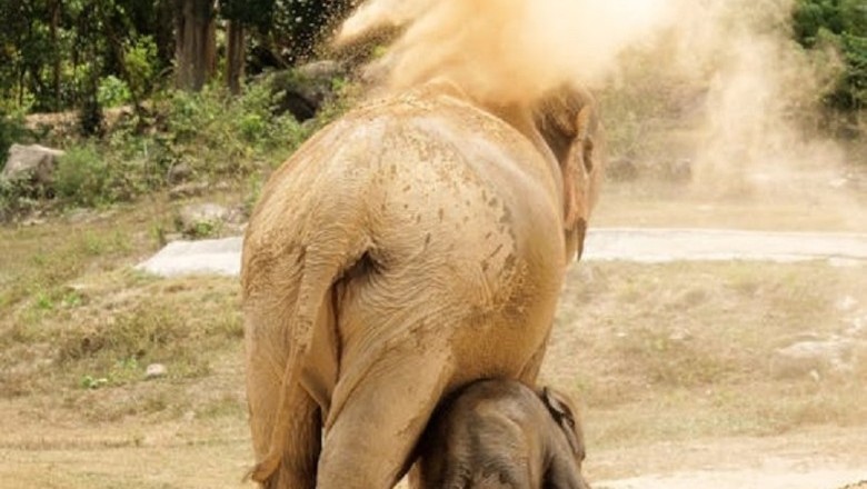 Heartwarming Rescue: Elephant's Incredible Act After Saving Baby Elephant