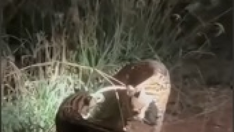 Cat Fight Showdown: Cheetah vs. Cheetah in the Ultimate Battle of Spots!