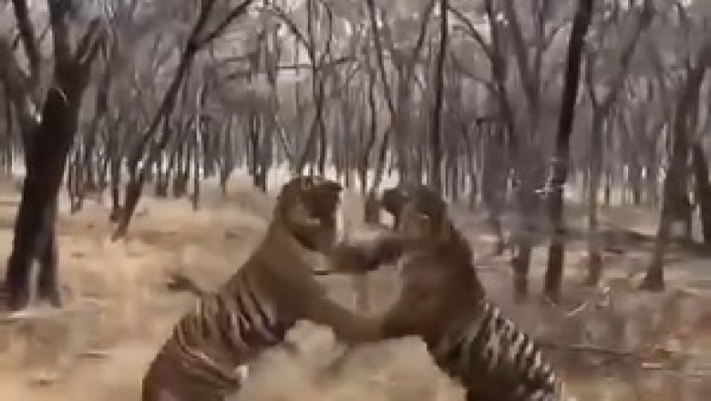 Claws Out, Paws Down: Comedy Ensues as Two Tigers Battle it Out in Hilarious Showdown!