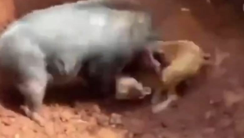 Hogging the Spotlight: A Pig and Dog Battle for the Title of Ultimate Champion in Hilarious Showdown!