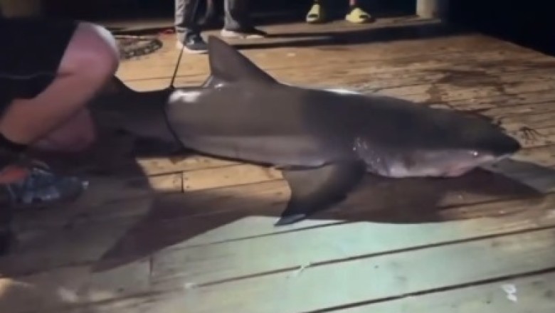 Hook, Line, and Sinker: Fish Gets Fin-tastic Revenge on Fisherman in Hilarious Turn of Events!