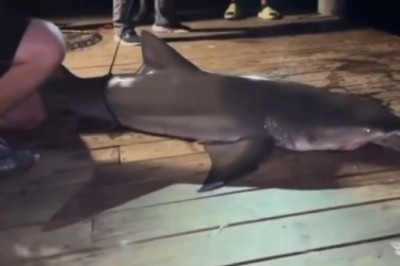 Hook, Line, and Sinker: Fish Gets Fin-tastic Revenge on Fisherman in Hilarious Turn of Events!