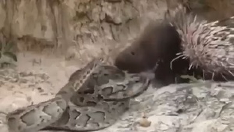 Love Knows No Bounds: When a Hedgehog Swipes Right for a Slithery Snake!