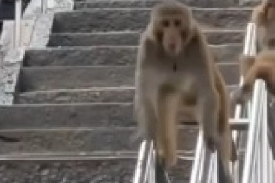 Monkey Business: Stairway to Hilarity with Monkeys Sliding Down Like Linga!