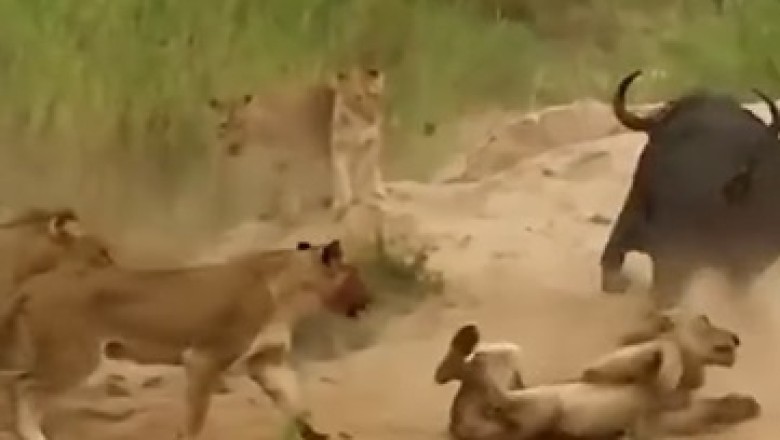 Roaring Laughter Guaranteed: Lionesses Take on Wild Bull in Hilarious Battle!