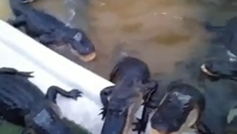 Snap, Crackle, Lunch: Hilarious Crocodile Mealtime Shenanigans Caught on Camera!