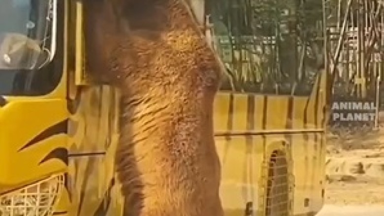 Un-bear-ably Hilarious: Watch as a Mischievous Bear Gives New Meaning to 'Stop the Bus'!