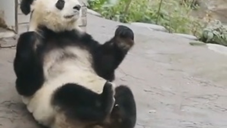 Unbearably Cute Pandamonium: A Day in the Life of Hilarious Pandas!