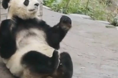 Unbearably Cute Pandamonium: A Day in the Life of Hilarious Pandas!