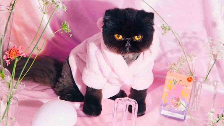 Meet Muah'Dib: The Most Stylish Kitten Taking the Internet by Storm!