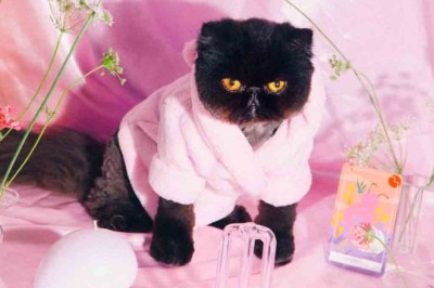 Meet Muah'Dib: The Most Stylish Kitten Taking the Internet by Storm!