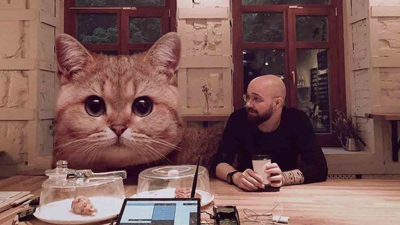 These Giant Cats Will Steal Your Heart!