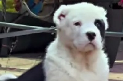 Adorable Central Asian Shepherd Pup Steals Hearts with Its Tiny Cuteness!