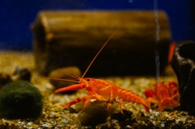 Dive into Deep Thoughts: Hilarious Deep Sea Creature Confessions!