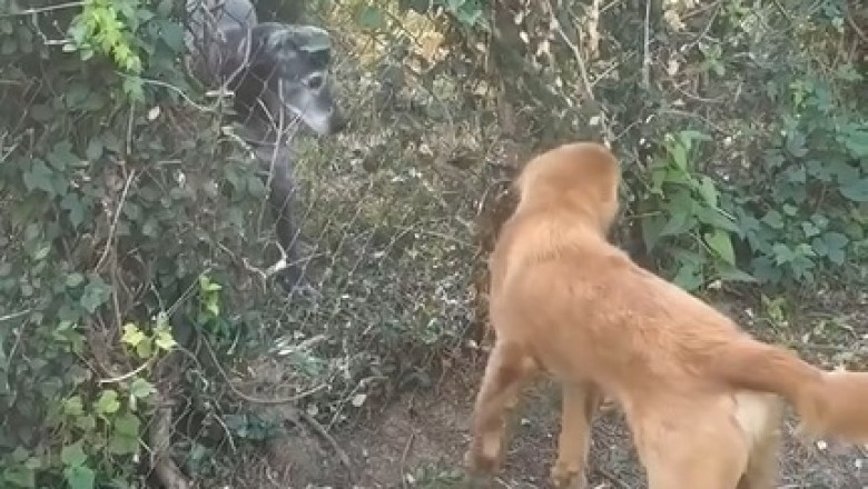 Dog's Heartwarming Effort to Befriend Elderly Neighbor Goes Viral