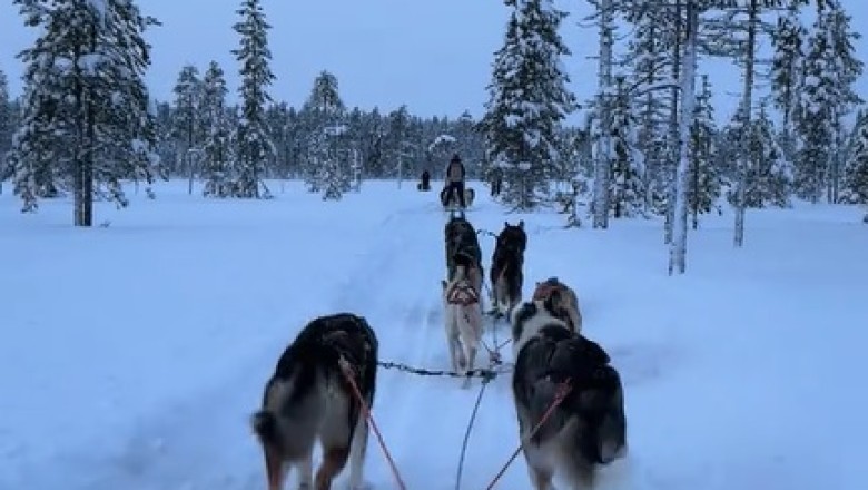 Doggo's Slippery Cart Adventure: A Woof-tastic Journey!