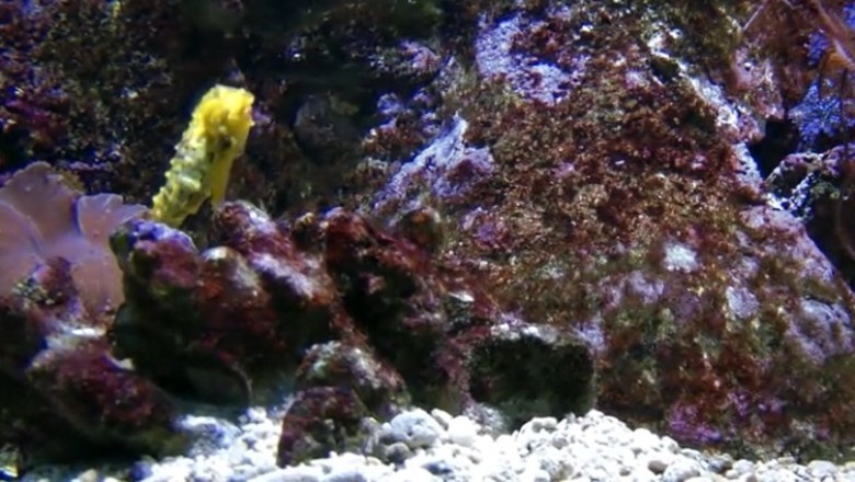 Hilarious Deep Sea Shenanigans: Fish and Creatures Contemplate Existence