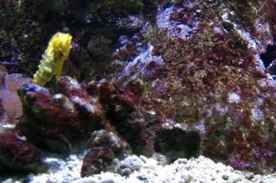 Hilarious Deep Sea Shenanigans: Fish and Creatures Contemplate Existence