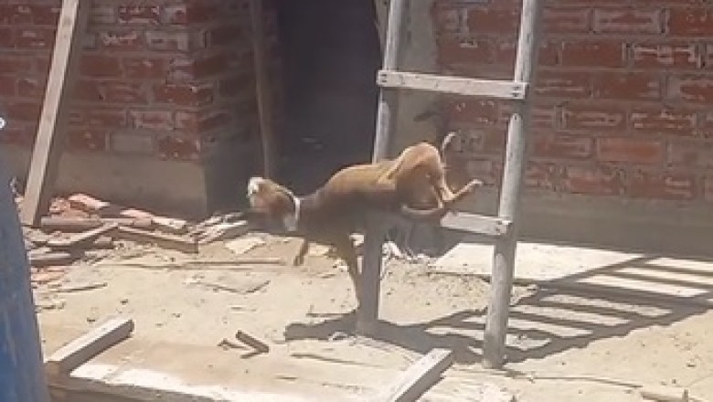 Laugh Attack Alert: Prepare to ROFL with this Hilarious Video!