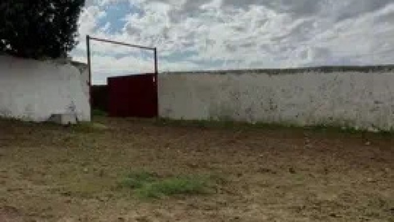 Moo-ving Surprise: Hilarious Video of Cows Taking Over Barn Will Have You Laughing!